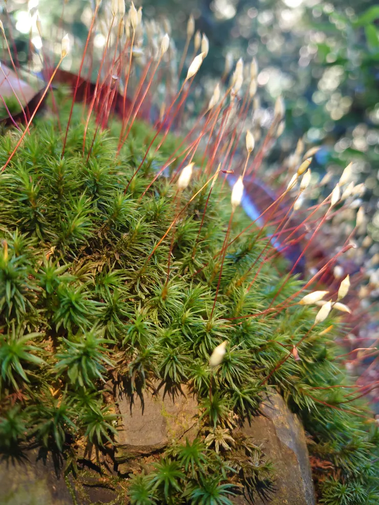 不明寄生植物，像聖誕節燈泡