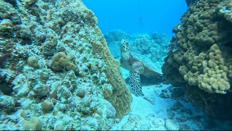 巧遇正在睡覺的海龜。