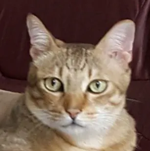 月貓的FB粉絲專頁