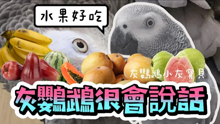 圖片來源：YouTube 灰鸚鵡小灰寶貝 https://youtu.be/mWE1rZGfqHc https://www.potatomedia.co/s/anOpWDgm
