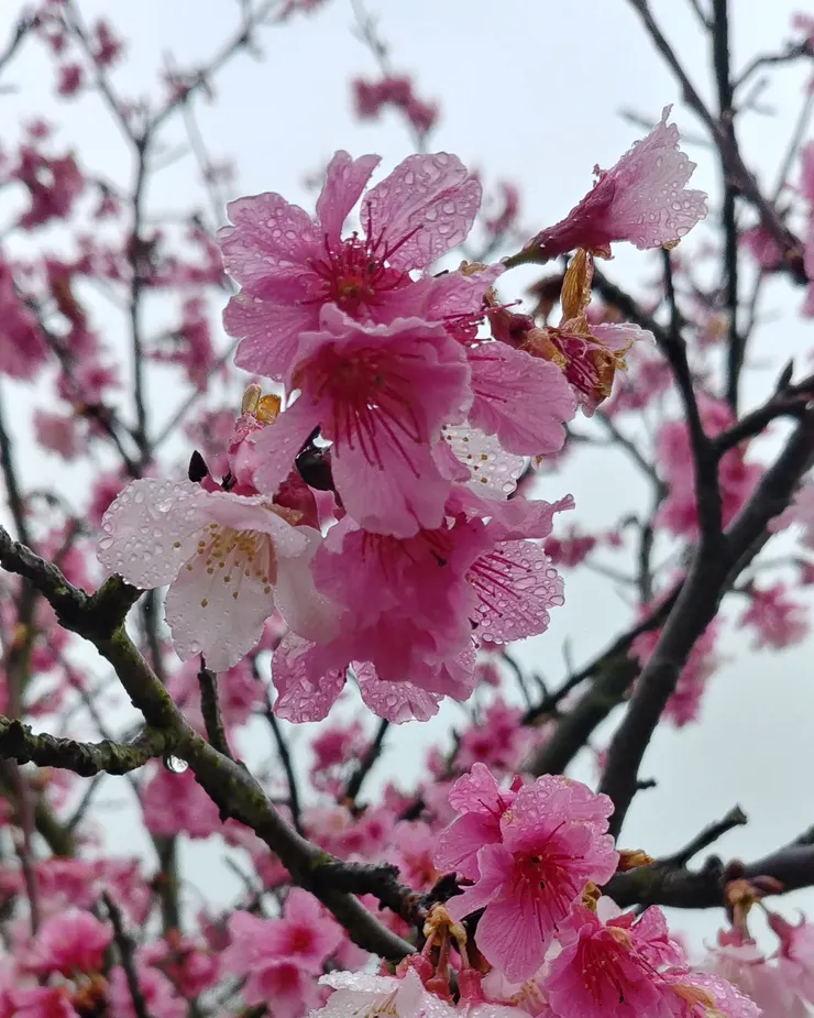 拍攝於2019年2月13日，桃園 龜山