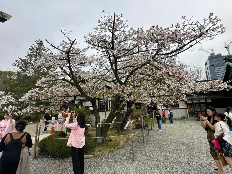 豐國神社內盛開的雙色櫻