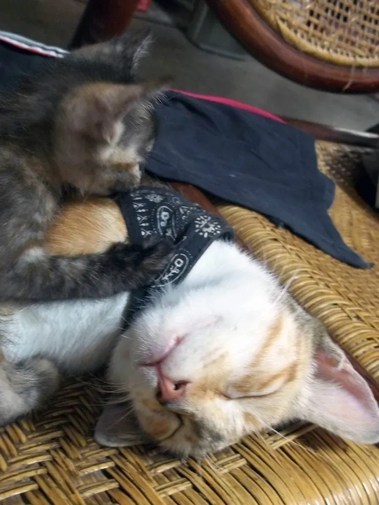 帶來蹭飯報恩禮包後,安心睡覺的貓歐