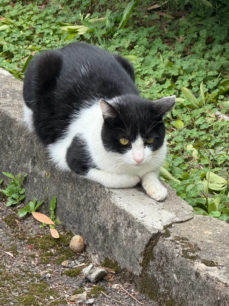 2026/03/23 貓貓三號