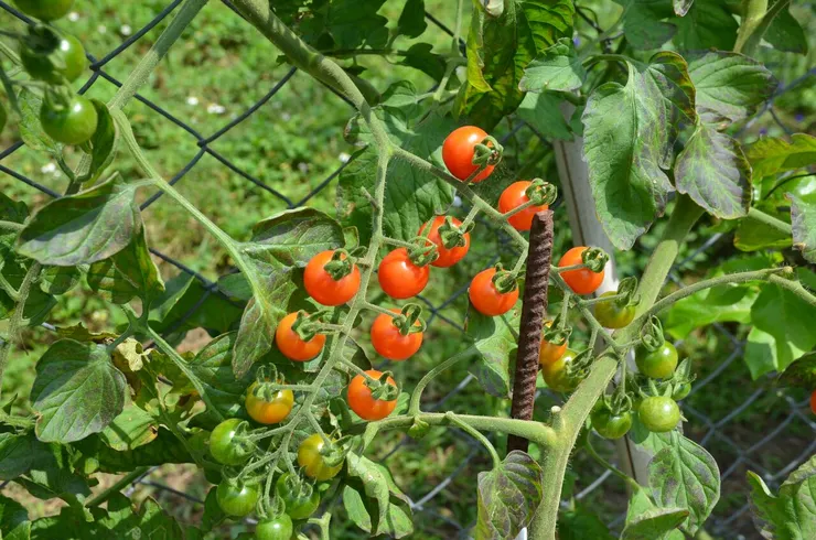 幾十棵小蕃茄結實纍纍