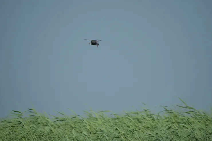 夏季來了許多燕鷗，圖爲黑腹燕鷗