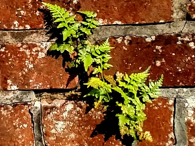 騎射胡服捍北疆，英雄無愧武靈王。邯鄲歌舞終消歇，河曲風光舊莽蒼。望斷雲中無鵠起，飛來天外有鷹揚。兩千幾百年間事，只剩蓬蒿伴土牆。--翦伯讚《登大青山訪趙長城遺址》