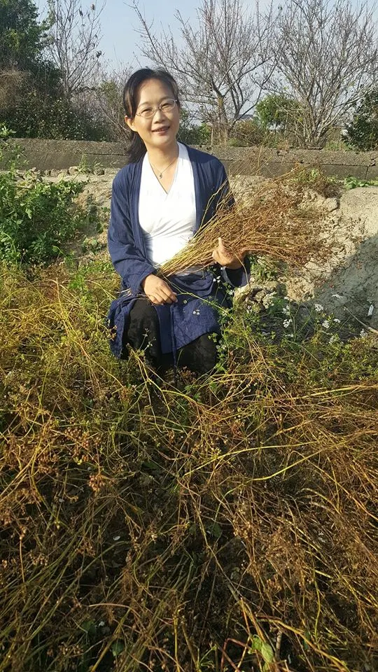 多年來種在菜圃裡任其自生自滅的香菜籽，一旦認識到它驚人的療效，趕緊採收！