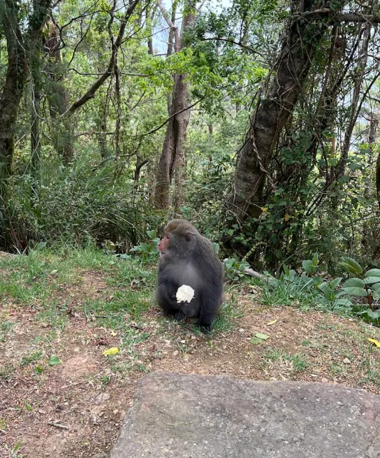 我們遊覽車上的饅頭被猴子偷了