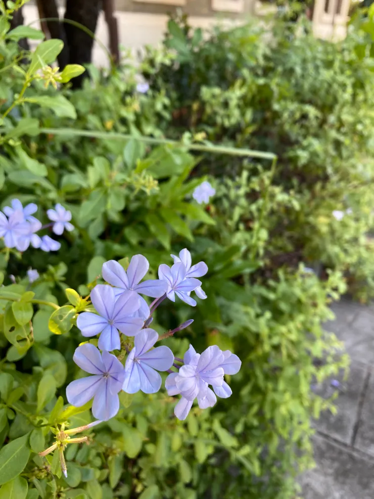 糖廠附近有很多藍雪花，花期五月到十月，幸運在秋末之際🍂還能看見可愛的藍雪花。