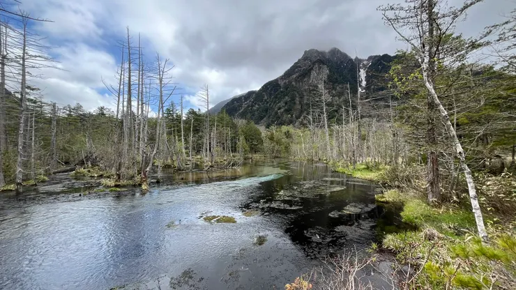 樹枝雖然沒有葉子，但不知道為什麼，完全不會不美。