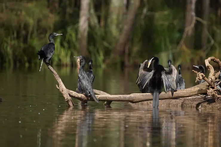 澳洲蛇鵜和小黑鸕鶿
