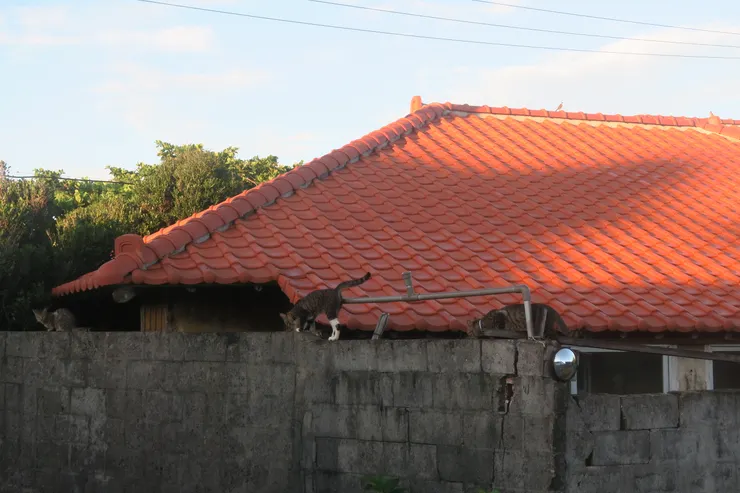 很好奇為什麼海島都很多貓?