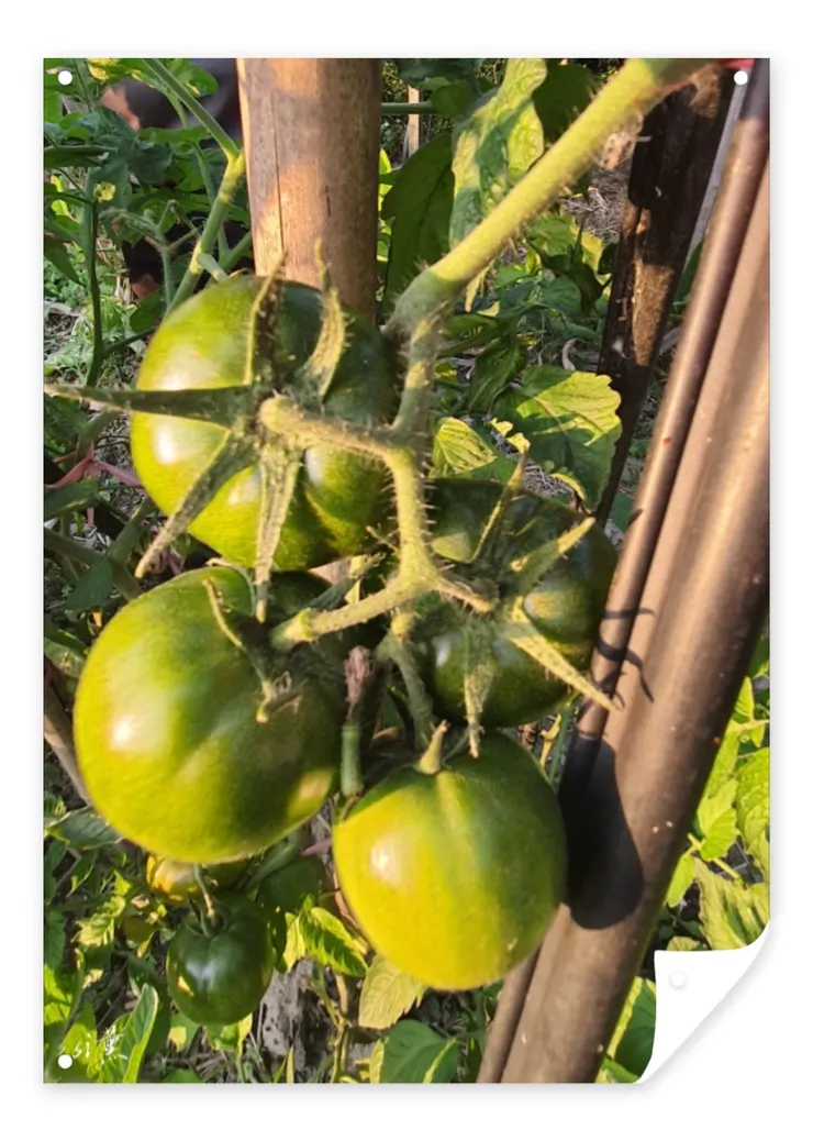 媽媽種的大蕃茄，已經結實纍纍