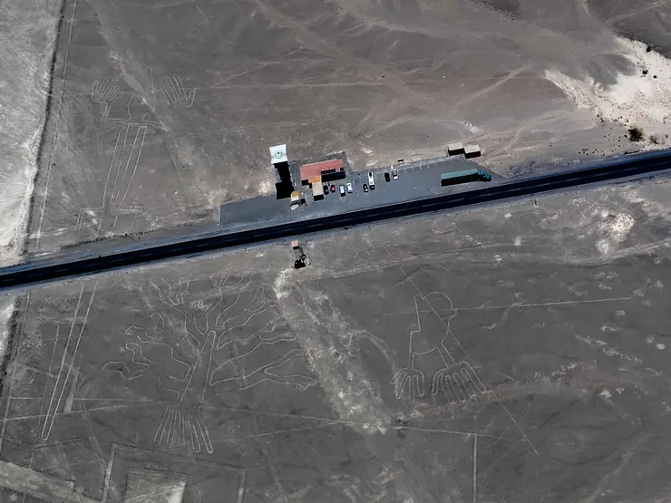 觀景台，蜥蜴、樹、手