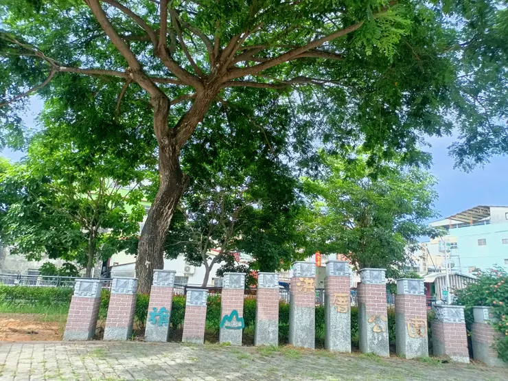 雨豆樹的大樹冠