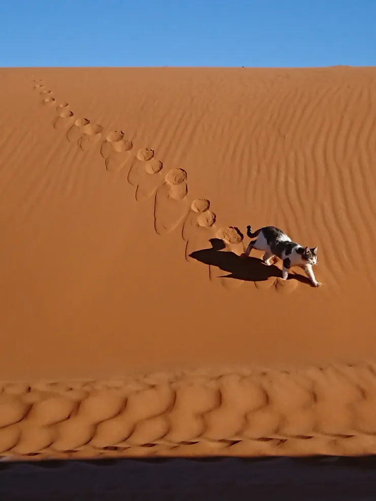 沙漠的貓