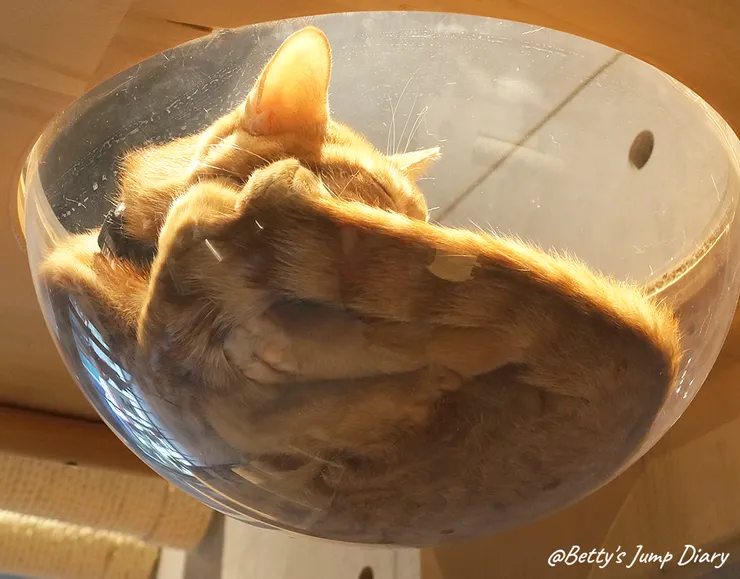 ▲踏踏咖啡-貓咪大軍/圖片來源：Betty's Jump Diary