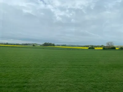 丹麥的油菜花田
