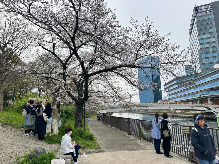 在櫻花開的時候不忘拍一下登船處的櫻花