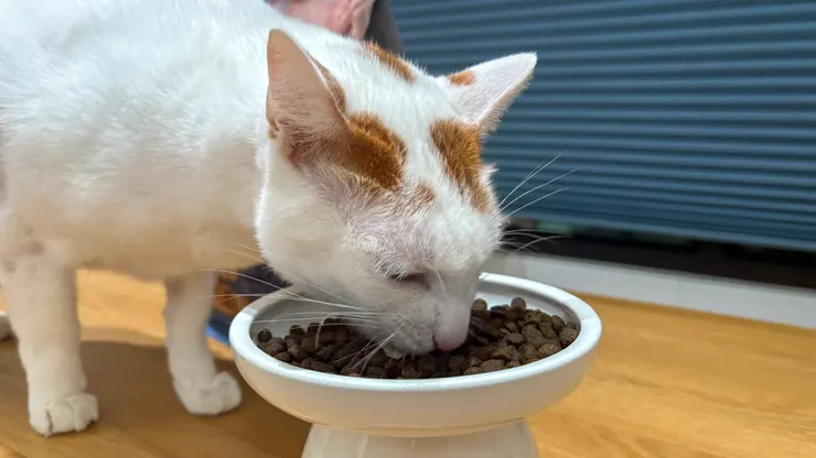 碰上這款好吃飼料，糯米只能用「停不下來」形容。