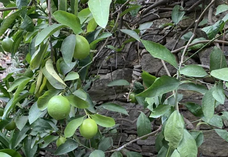 Citrus bergamia 香檸檬