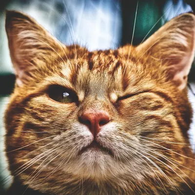 捲毛阿喵的沙龍