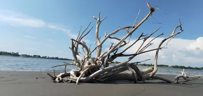 Little Su & 塔羅之旅