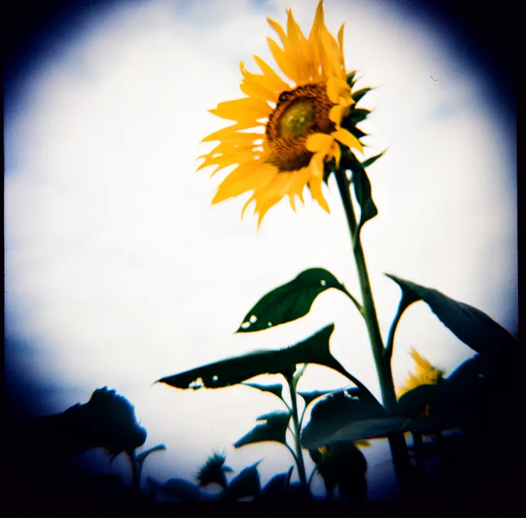 DIANA F+ & flim，重曝 : shot by Emma @奧萬大，台灣。 29/09/2009.