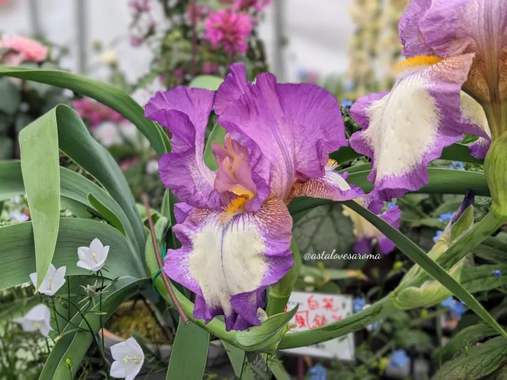 有淡淡香氣的德國鳶尾花，於『香久園』拍攝