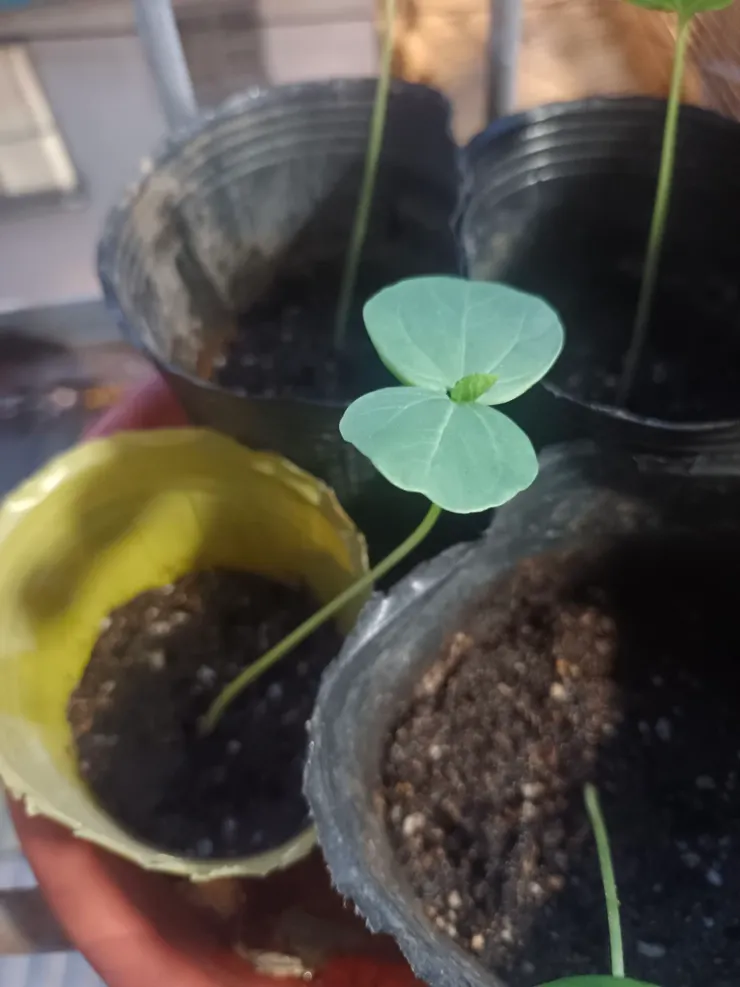 有點葉片的樣子了