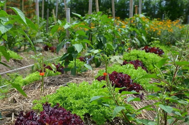 菊苣和不知名的紅生菜