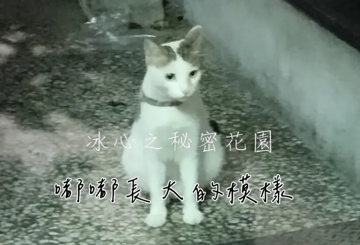 小奶貓嘟嘟長大的照片(自拍)