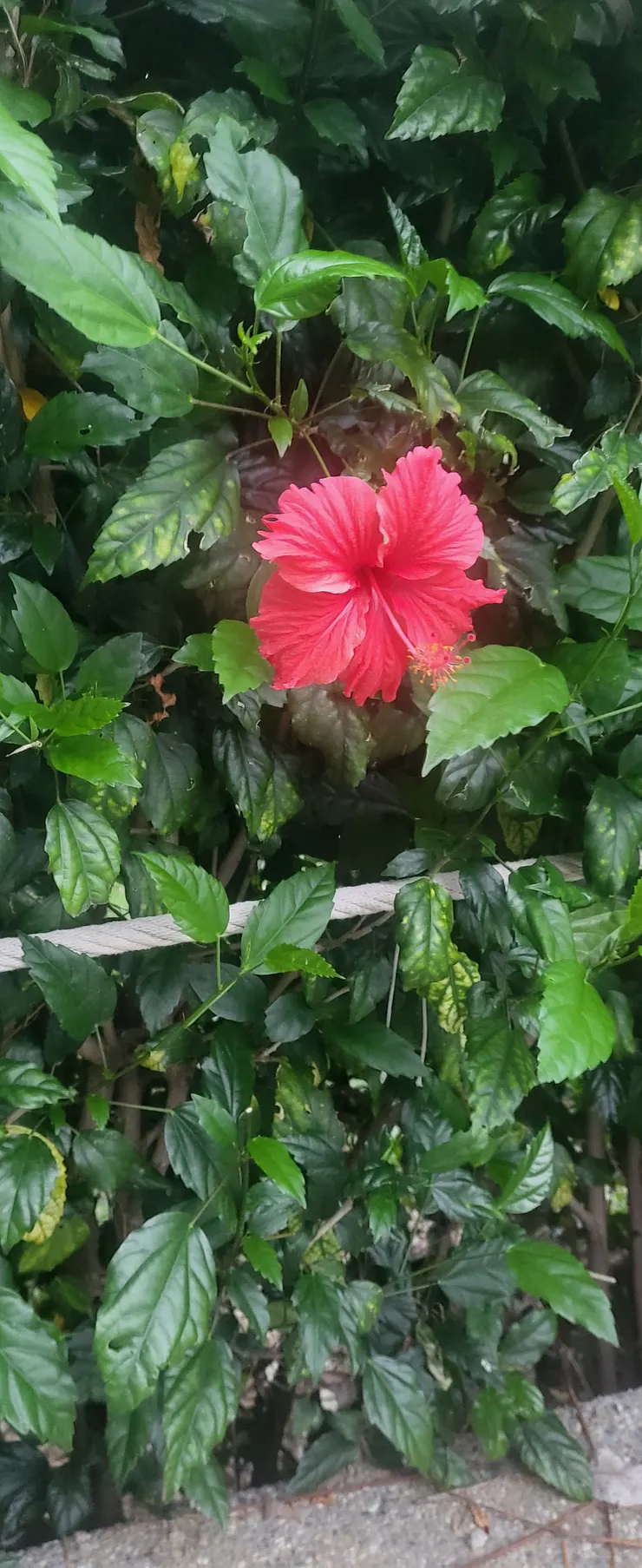 向晚的康河步道的朱槿(李建崑攝影)