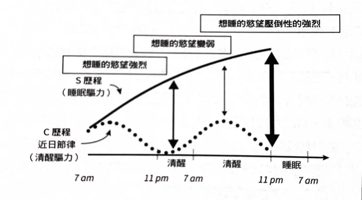 為什麼熬夜到早上會突然精神變好(截自《為什麼要睡覺》)