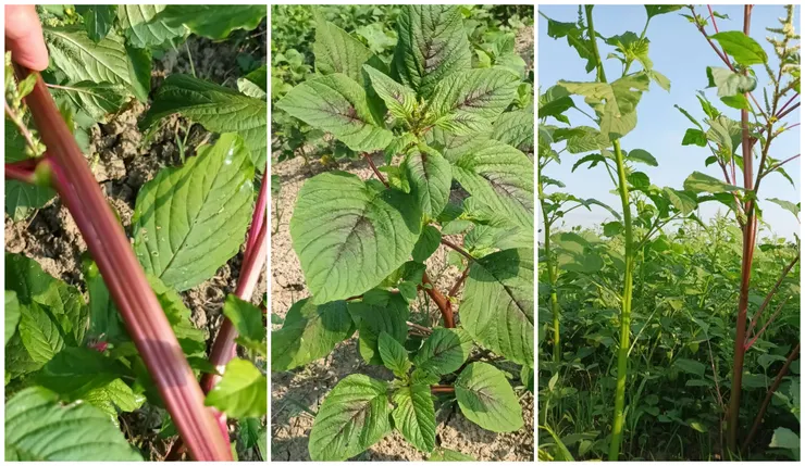 隨意在田間拍攝到的野莧,對比古書描述與古圖示意,可謂十分相近。