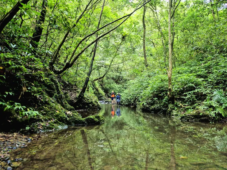 翠綠的林木倒映在水面上，美得令人窒息。