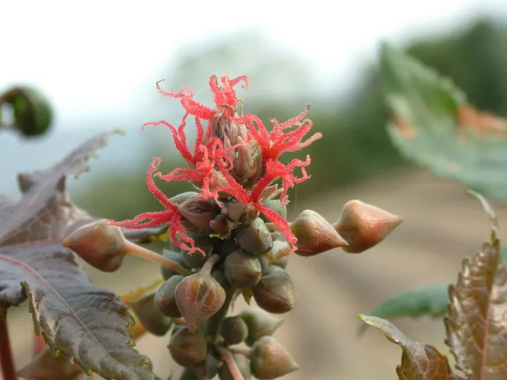 蓖麻花。圖 / 佛光山佛陀紀念館、莊溪