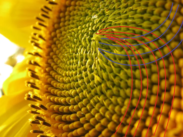 發現了嗎?向日葵花盤裡有兩股相反方向的螺線哩。 最直接認識的方式,就是找個花盤來數。擔心數花了,不妨拍照下來,運用小畫家畫曲線的工具。