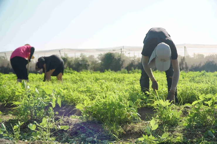 圖說：倍力始終以最高規格看待寵物飲食，除了堅持做好各項檢驗，更優先選擇在地有機食材。（資料來源：倍力寵物健康食品）