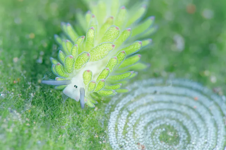 小綿羊 / 印尼(閃燈拍攝)