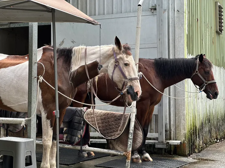 外澳小山丘馬場