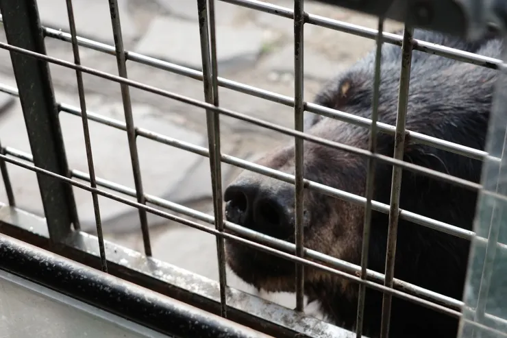 近距離看熊，長得有點像狗狗