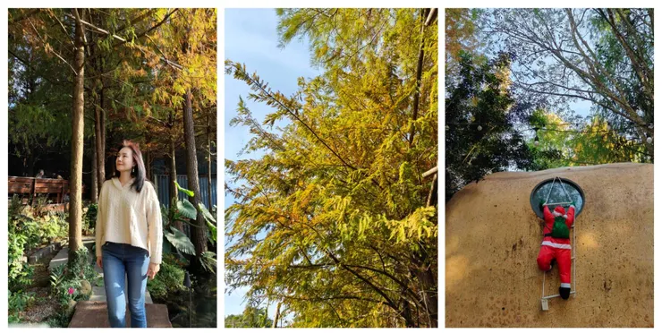 錯落交織的落羽松景觀