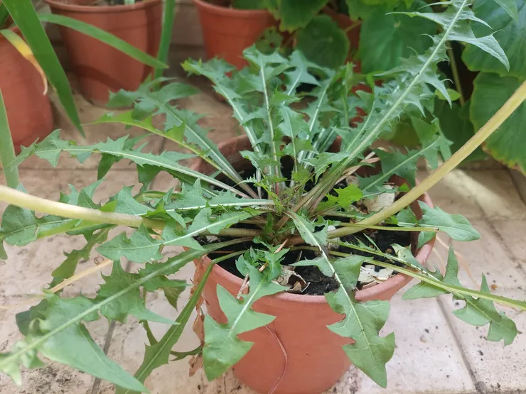 蒲公英性喜涼冷，被歐洲人視為野草 但位處嘉義平地的我們都還要刻意栽種