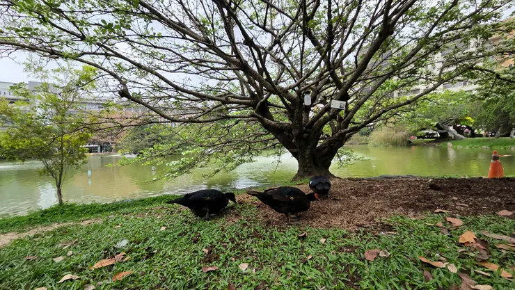 流蘇花下水禽(李建崑攝影)