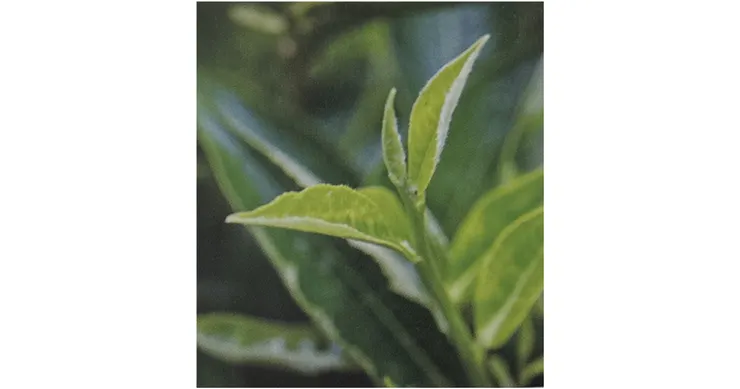 兩葉一芽：春天最初的葉片（截自《訪茶》）