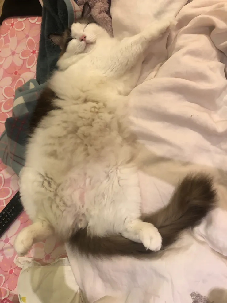 胖咪表示:活著當然就是要自在呀!