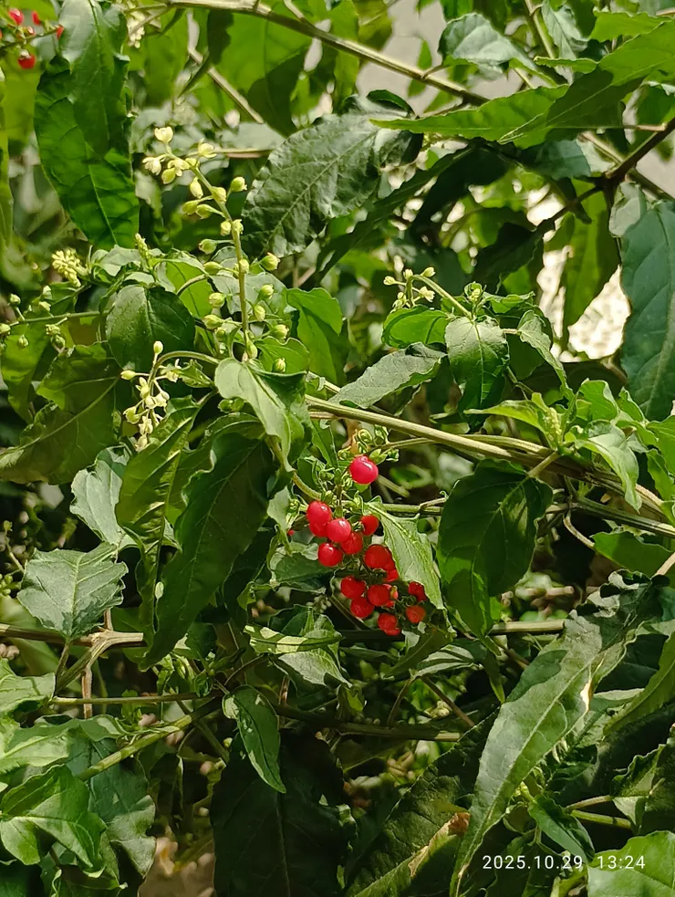 珊瑚珠，別名：念珠珊瑚