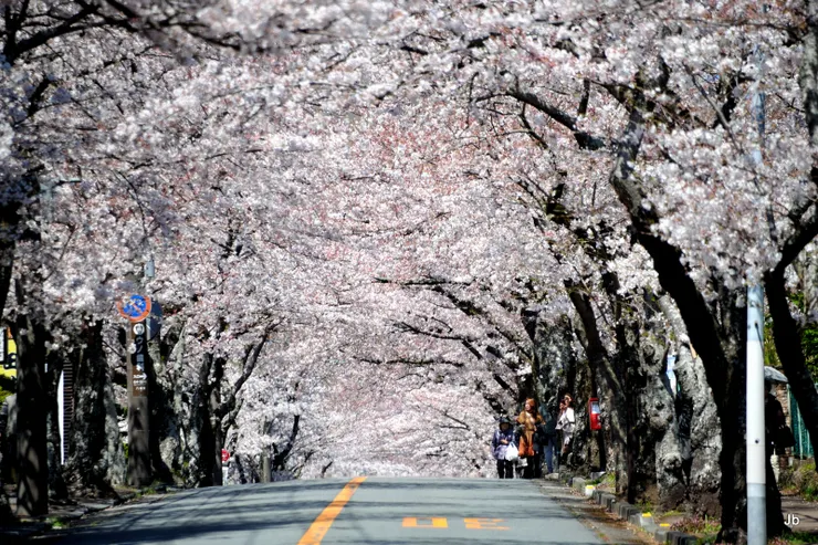 伊豆高原櫻並木通